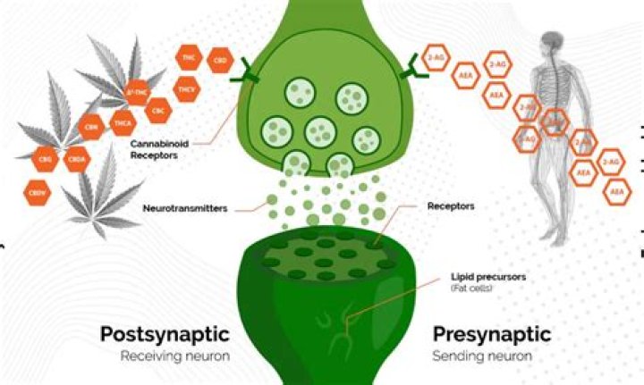 A Comprehensive Guide to the "A Nip" Phenomenon