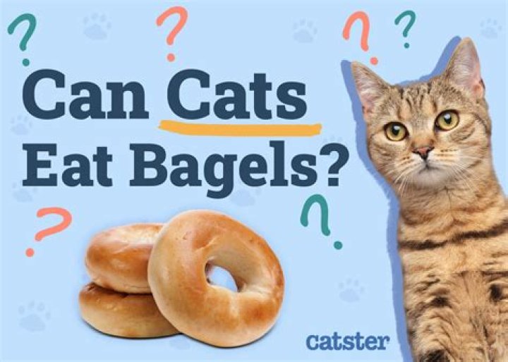 Bagel No Bagel Cat: A Comprehensive Guide to Understanding This Internet Sensation