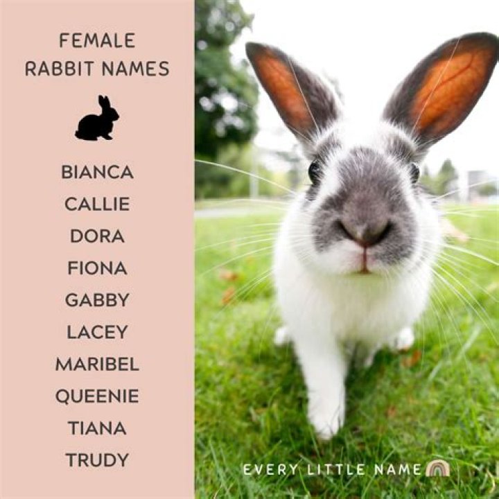 Charming Names for Your Adorably Hoppy Friend: The Ultimate List of Cute Bunny Rabbit Names