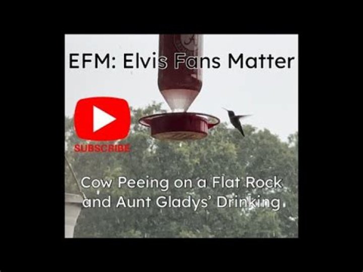 Cow Peeing on a Flat Rock Video: A Viral Sensation Explained