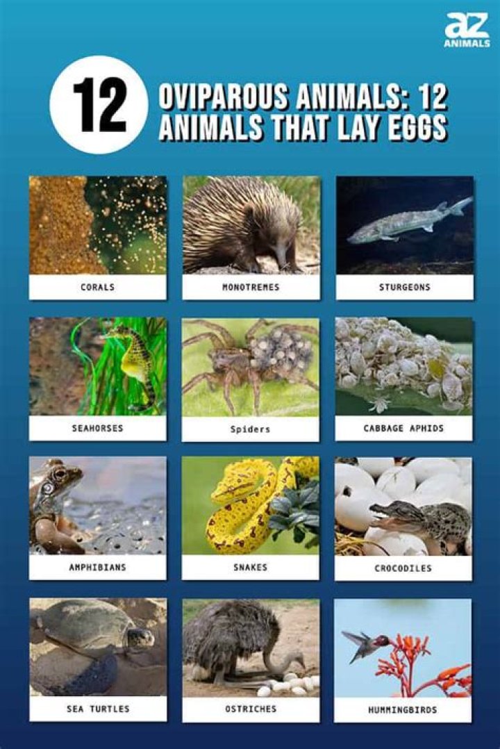 Discover the Distinctive World of Mammals and Egg-Laying Animals