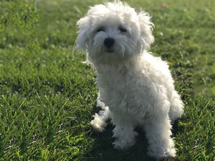 Discover the Enchanting Bichon Maltese: A Guide to Their Charming Nature