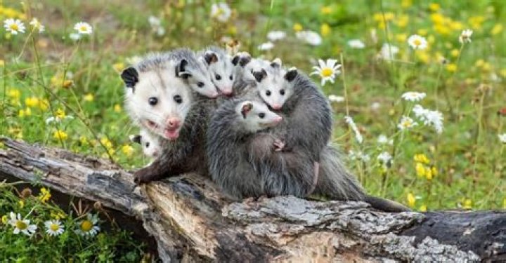 Discover the Surprising Diet of Possums: What Do They Eat?