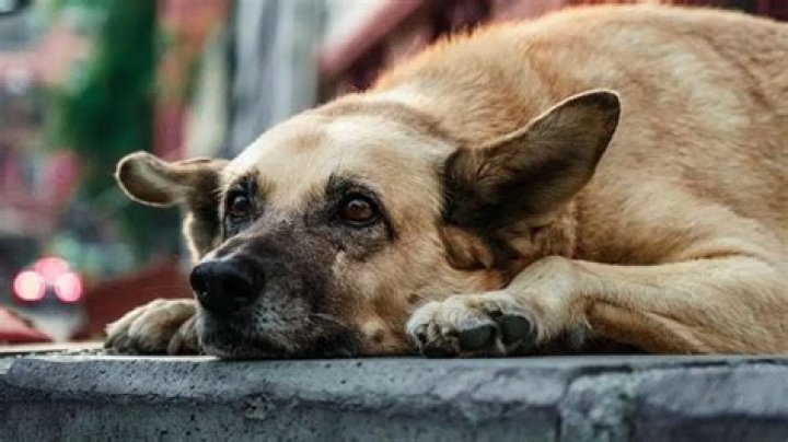 Discovering the Joy of Skirby Dog Videos: A Comprehensive Guide