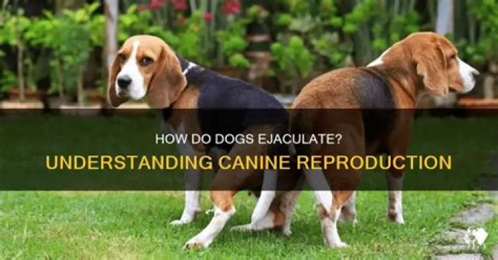 Do Dogs Ejaculate: Everything You Need to Know