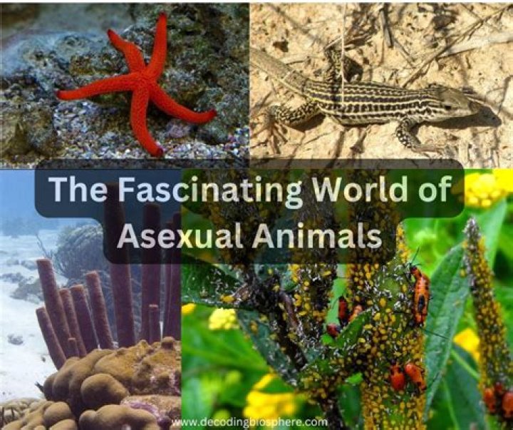 Exploring the Fascinating World of Espino: A Comprehensive Guide