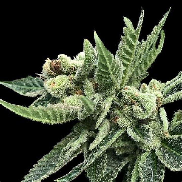 Exploring the Unique Features and Benefits of Rodman Strain Cannabis