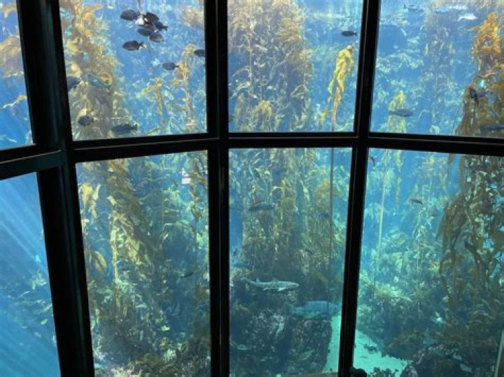 Monterey Bay Aquarium DougDoug: A Detailed Insight into Marine Wonders