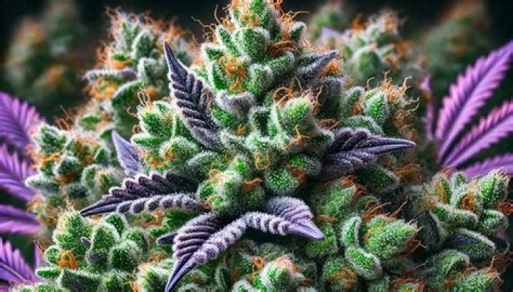 Probing the Enigmatic "La Confidential Strain": Unraveling Origins and Effects