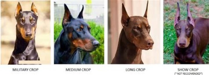 Stunning Doberman Cropped Ears: A Comprehensive Guide