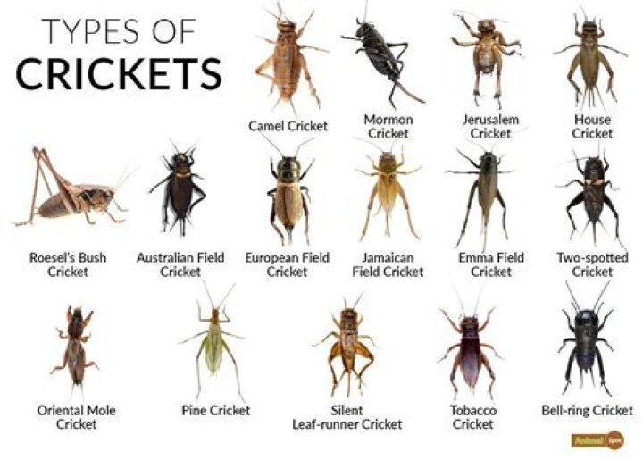 The Lifespan of Crickets: How Long Do They Really Live?