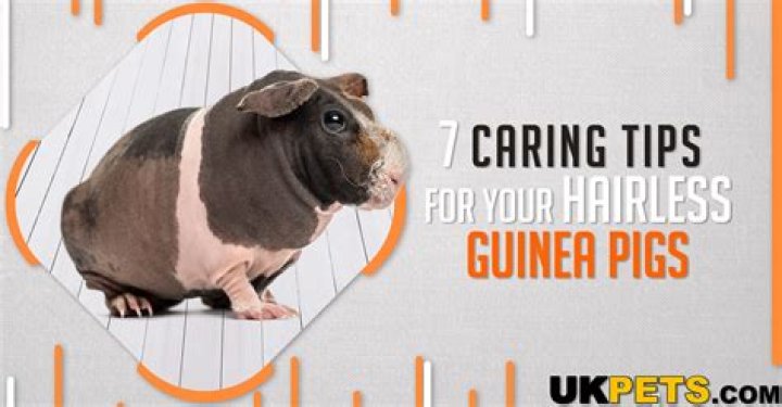 The Ultimate Guide to Hairless Guinea Pigs: Care, Personality, and More