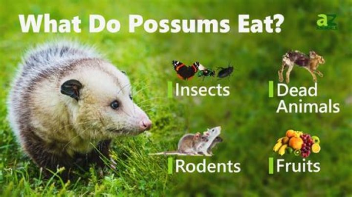 The Ultimate Guide to Possum Diets: What Do Possums Eat?