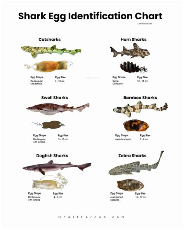 The Ultimate Guide to Shark Egg Cases: Discover the Secrets of These Marine Marvels