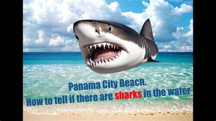 Understanding Panama City Beach Shark Attacks: What You Need to Know