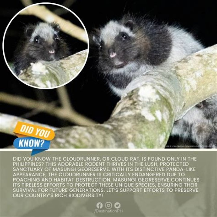 Understanding Shookys: The Unique World of These Adorable Creatures