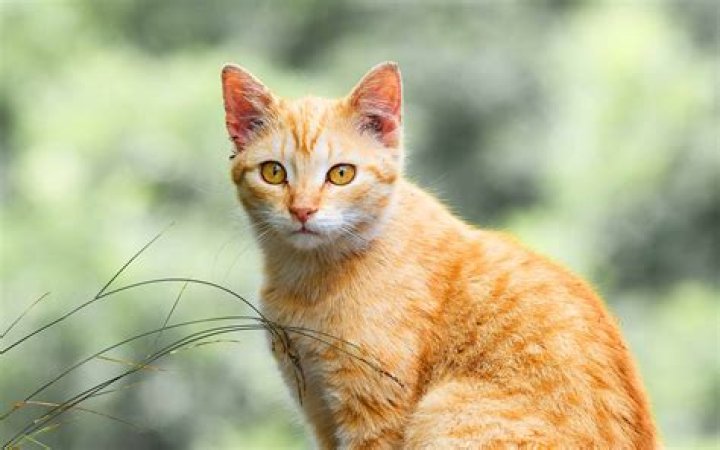 Understanding the Behavior of Orange Cats Wanting to Go Outside with Female Cats
