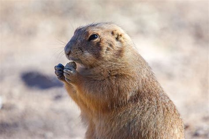 Understanding the Unique Relationship Between Chihuahua and Prairie Dogs